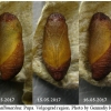 tom callimachus pupa2 volg